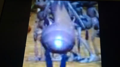 A bug's life atta butt