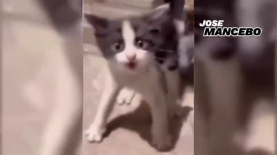 Risas Infalibles: Los Videos de Risa 2024 que No Puedes Perderte